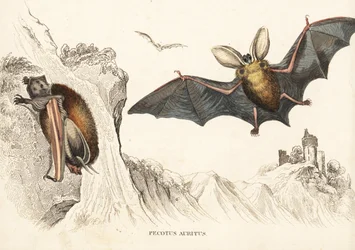 Murciélago orejudo pardo o murciélago orejudo común. Grabado en acero coloreado a mano de la Galería de Historia Natural de Georg Friedrich Treitschke, Naturhistorischer Bildersaal des Thierreiches, Liepzig-1842.