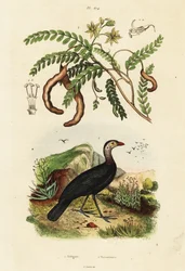 Burdeos y tamarindo, 1834-1839 (grabado)