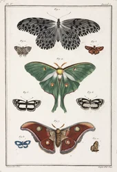 Mariposas