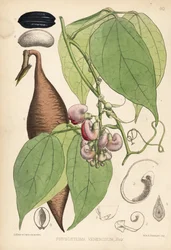 Alubia de Calabar o alubia de la Ordalía. Physostigma venenosum. Litografía coloreada a mano por Hanhart a partir de una ilustración botánica de David Blair de Robert Bentley and Henry Trimen
