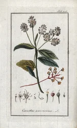 Lila de California (Ceanothus americanus). Litografía de "Afbeelding der Artseny-Gewassen" de Johannes Zorn (1739-1799), Países Bajos.