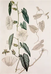 Calystegia sepium/Convolvulus sepium/Enredadera de seto