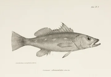 Camotillo, Océano Pacífico, c 1832-1836