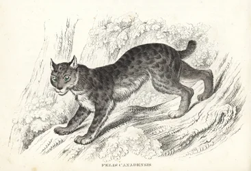 Lince canadiense, Lynx canadensis (Felis canadensis). Litografía coloreada a mano de la Galería de Historia Natural de Georg Friedrich Treitschke, Naturhistorischer Bildersaal des Thierreiches, Liepzig-1842.