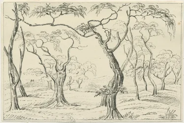 Cannock Chase