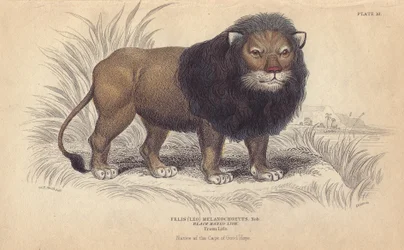 León del Cabo. Litografía de William Lizars, basada en un dibujo de Charles Hamilton Smith, para "Bibliotheque naturaliste, mammals, les felins", de Sir William Jardine, publicada en 1834 en Edimburgo (Escocia).