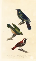 Estornino del Cabo, bokmakierie y hormiguero dorsiverde,