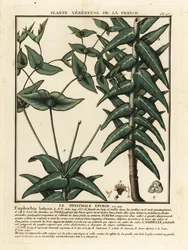 Alcaparra, Euphorbia lathyris tártago.