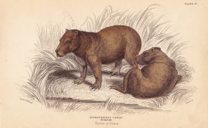 Carpincho, Hydrochoerus hydrochaeris (Hydrochaerus cabiai). Grabado en acero coloreado a mano por Lizars a partir de una ilustración de Charles Hamilton Smith de la Biblioteca del Naturalista de William Jardine, Edimburgo.
