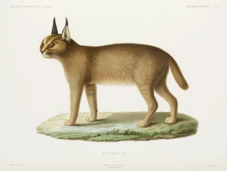 Caracal, Argelia