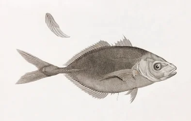Caranx Lune, primer plano