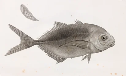Caranx Sauteur (detalle)