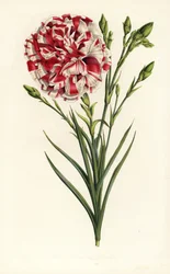 Híbrido de clavel, Luis Napoleón, Dianthus caryophyllus. Litografía coloreada a mano de la obra de Louis van Houtte y Charles Lemaire Flores de los jardines e invernaderos de Europa, Flore des Serres et des Jardins de l