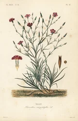 Clavel, Dianthus caryophyllus
