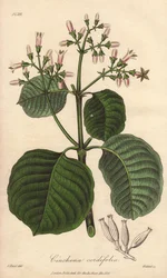 Corteza de Cartagena, Cinchona cordifolia