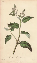 Cascarilla (Croton eleuteria) - Agua fuerte de William Clarke para ilustrar "Medical Botanical, Description of the Medicinal Plants of London, Edinburgh and Dublin" de John Stephenson y James Morss Churchill, publicado en Londres por John Churchill en 1