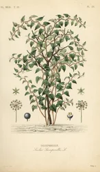 Zarzaparrilla verde, Smilax glauca, Salsepareille, grabado en acero a mano por Debray después de una ilustración botánica de Edouard Maubert de Pierre Oscar Reveil