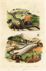 Siluro, sirena enana, avispa y escarabajo.
