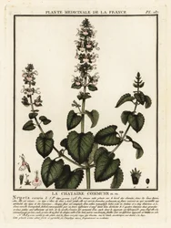 Hierba gatera, Nepeta cataria.