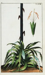 Planta del siglo, Agave americana.