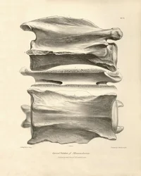 Vértebra cervical de Macrauchenia, un animal prehistórico encontrado por Charles Darwin durante su viaje de exploración a bordo del Beagle. The Zoology of the voyage of H.M.S. Beagle under the command of Captain Fitzroy during the years 1832 to 1836 edited