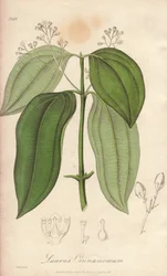 Flautín de Ceilán (Cinnamomum verum) - Agua fuerte de William Clarke para ilustrar "Botánica Médica, Descripción de las Plantas Medicinales de Londres, Edimburgo y Dublín" de John Stephenson y James Morss Churchill, publicado en Londres por John C