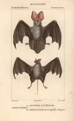 Cheiroptere (chiroptere): nyctere del Thebaide y rhynopome microphyll de Egipto - Eau forte de Jean Gabriel Pretre (1780-1845), grabado por Carnonkel, para el diccionario de ciencias naturales: mamíferos de Frederic Cuvier, editado por Pierre Jean Francois