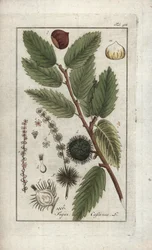 Castaño (Castanea sativa). Litografía de "Afbeelding der Artseny-Gewassen" de Johannes Zorn (1739-1799), Países Bajos.