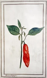 Guindilla, pimiento español, c.1780-1800 (grabado)