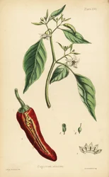 Pimiento picante, Capsicum annuum. Litografía coloreada a mano por Henry Sowerby a partir de una ilustración de L.W. de la Flora Homeopathica de Edward Hamilton, Bailliere, Londres.