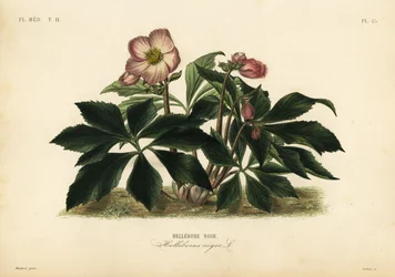 Rosa de Navidad o eléboro negro, Helleborus niger, eléboro negro