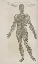 Circulación el sistema venoso del cuerpo humano masculino