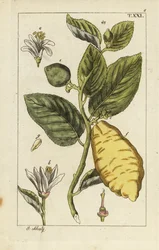 Citron mostrando fruta, hojas y flores, Citrus medica.
