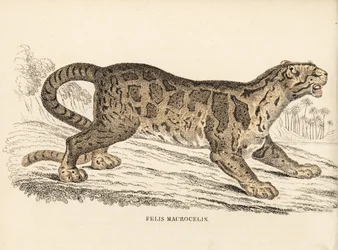 Leopardo nublado, Neofelis nebulosa (Felis macrocelis). Vulnerable. Grabado en acero coloreado a mano de la Galería de Historia Natural de Georg Friedrich Treitschke, Naturhistorischer Bildersaal des Thierreiches, Liepzig-1842.