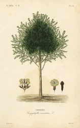 Clavo de olor, Syzygium aromaticum