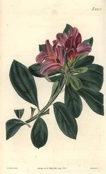 Racimo de flores púrpuras de una azalea india. Ilustración de C. Curtis, grabado de Weddell. Eau forte en The Curtis Botanical Magazine, por Samuel Curtis