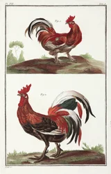 Gallos