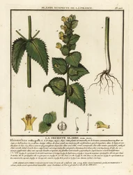 Cresta de gallo, Rhinanthus crista-galli.