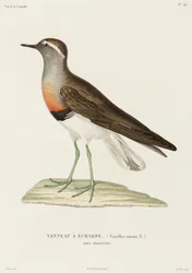 Chorlito de collar, Islas Malvinas