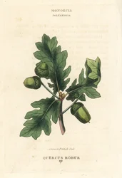 Roble común británico, Quercus robur. Grabado en cobre coloreado a mano según una ilustración de Richard Duppa de su obra The Clours and Orders of the Linnaean System of Botany, Longman, Hurst, Londres.