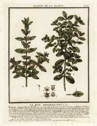 Common box, Buxus sempervirens.