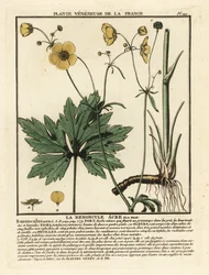 Ranúnculo común, Ranunculus acris.