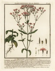 centaura común. Centaurium erythraea.