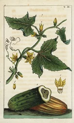 Pepino común, Cucumis sativus.