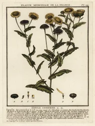 Fleabane común, Pulicaria dysenterica.