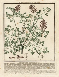 Fumitoria común, Fumaria officinalis.