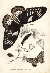 Ornithoptera priamus, mariposa, oruga y pupa, y falso apolo, Archon apollinus (Doritis apollinus). Litografía coloreada a mano de la Galería de Historia Natural de Georg Friedrich Treitschke, Naturhistorischer Bildersaal des Thi