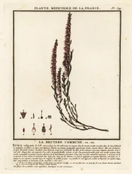 Brezo común, Calluna vulgaris.