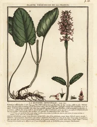 Hediondo común, Stachys officinalis.