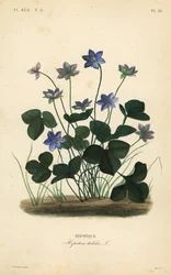 Hepática común o hierba del hígado, Anemone hepatica
